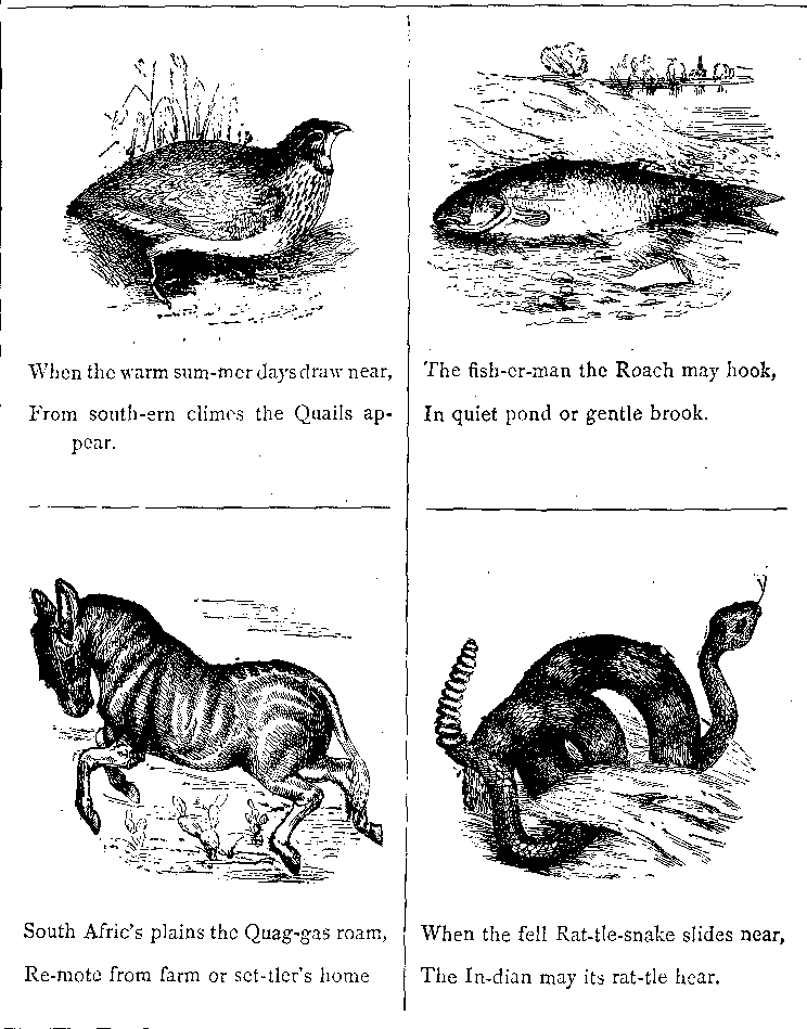 When the Warm Sum-mer Days Draw Near, From South-ern Climes the Quails Ap-pear.