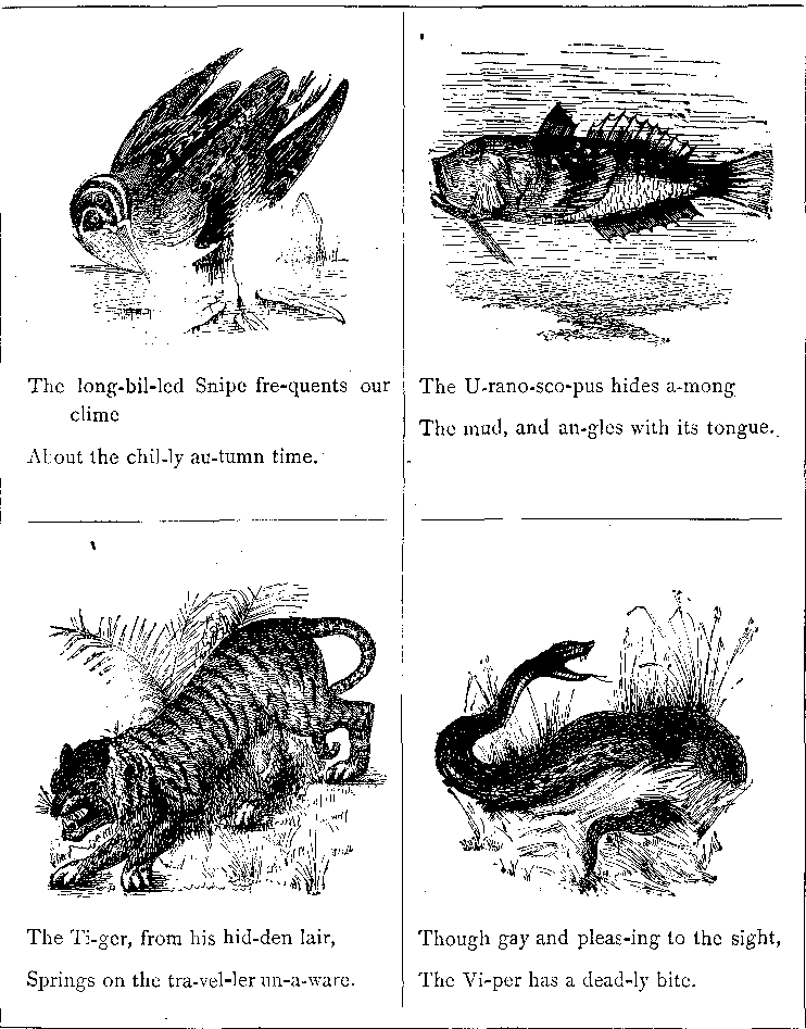 The Long-billed Snipe Fre-quents Our Clime About the Chil-ly Au-tumn Time.