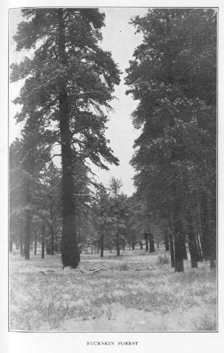 Buckskin Forest