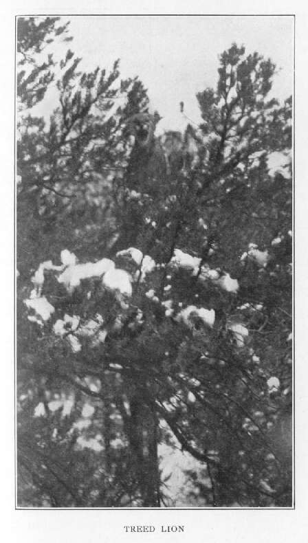 Treed Lion