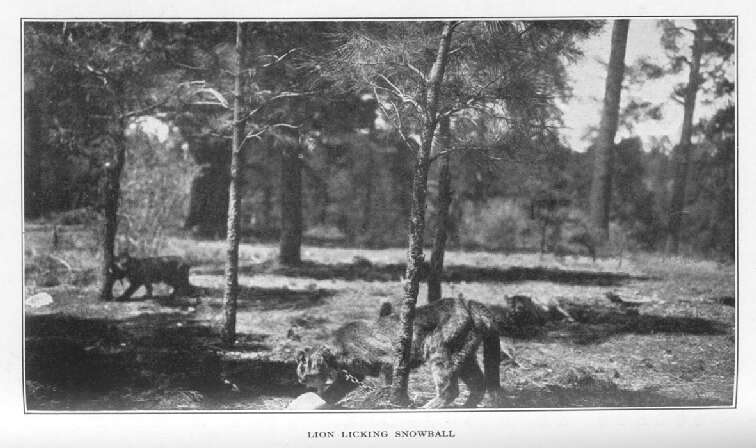 Lion Licking Snowball