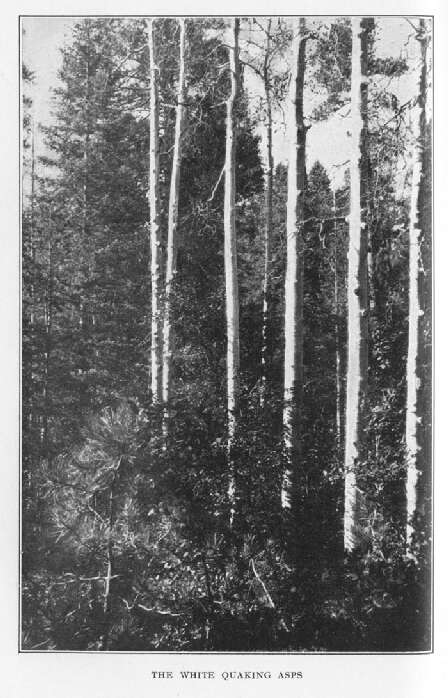 The White Quaking Asps