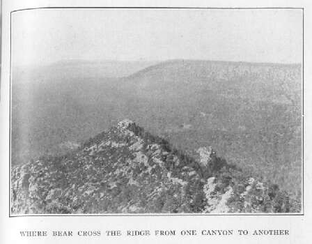 Where Bear Cross the Ridge from One Canyon to Another