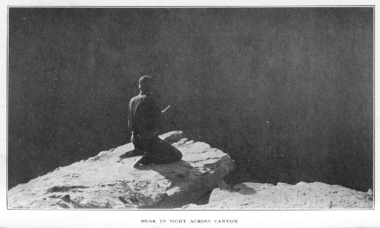 Bear in Sight Across Canyon