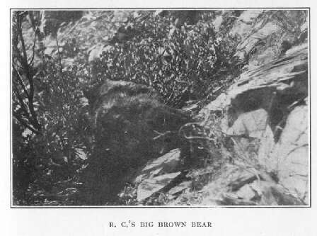 R.C.'s Big Brown Bear