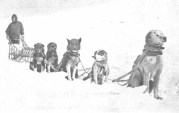 Roy J. Snell, and his sledge-team of Alaskan Huskies. Roy J. Snell, and his sledge-team of Alaskan Huskies.