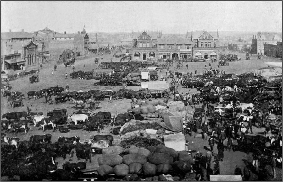 Waggons Bringing Wool To Early Morning Market (Johannesburg).
