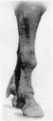 Fig. 14—Exostosis of carpus resultant from carpitis. Fig. 14—Exostosis of carpus resultant from carpitis.