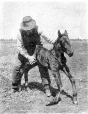 Fig. 25—''Fish knees.''—Photo by Thos. Millar, M.R.C.V.S. Fig. 25—''Fish knees.''—Photo by Thos. Millar, M.R.C.V.S.