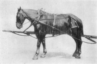 Fig. 32—''Pointing''—the position assumed by horse having unilateral navicular disease. Fig. 32—''Pointing''—the position assumed by horse having unilateral navicular disease.