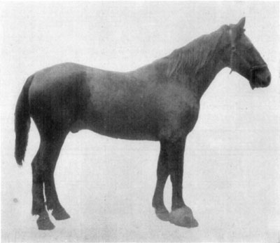 Fig. 37—Hyperplasia of right fore foot, due to chronic quittor. Fig. 37—Hyperplasia of right fore foot, due to chronic quittor.