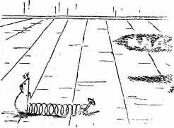 ...master of the situation. cat chases rat