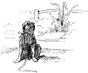 OUR LATEST PET—A REFUGEE PUP, WHOM WE HAVE SAVED FROM THE COMMON HANGMAN. OUR LATEST PET—A REFUGEE PUP, WHOM WE HAVE SAVED FROM THE COMMON HANGMAN.