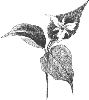 TRILLIUM ERYTHROCARPUM. TRILLIUM ERYTHROCARPUM.