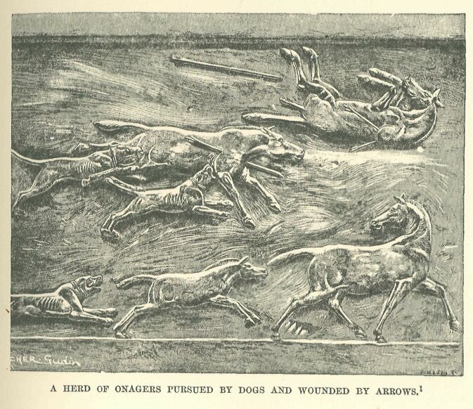 035.jpg a Herd of Onagers Pursued by Dogs and Wounded By Arrows.
