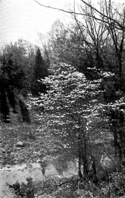 The Pictorial Value of Evergreens. The Pictorial Value of Evergreens.