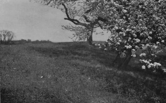 The last of the old orchard. The last of the old orchard.