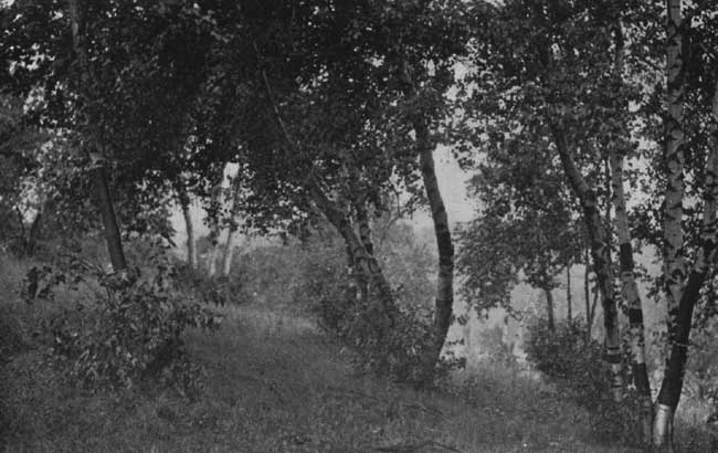 The Screen of White Birches. The Screen of White Birches.