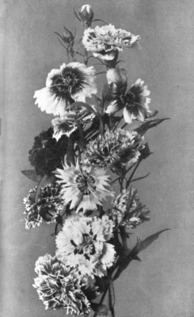 Single and Double Pinks. Single and Double Pinks.