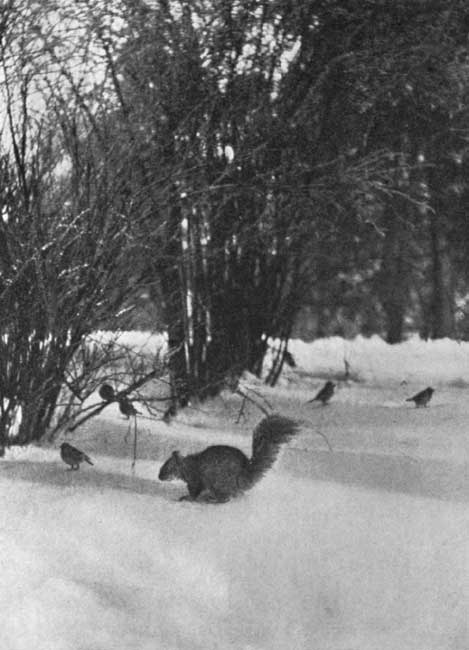 Punch ... has a cache under the old syringa bushes. Punch ... has a cache under the old syringa bushes.