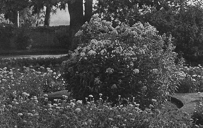 The Summer Garden, Verbenas. The Summer Garden, Verbenas.