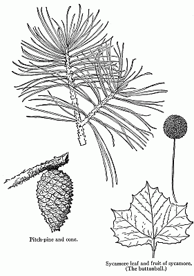 Pitch-pine and cone. Sycamore leaf and fruit of sycamore. Pitch-pine and cone. Sycamore leaf and fruit of sycamore.
