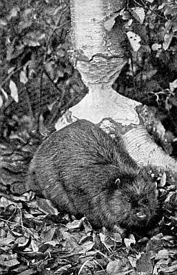 The white birch-tree makes a fine background for the beaver. The white birch-tree makes a fine background for the beaver.