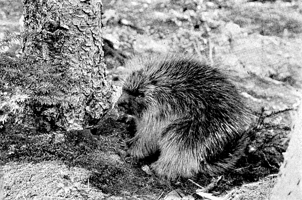 The porcupine stood in the shade but the background was light. The porcupine stood in the shade but the background was light.