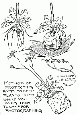 Method of protecting roots to keep plants fresh while you carry them to camp for photographing Method of protecting roots to keep plants fresh while you carry them to camp for photographing