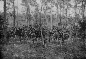 CACAO TREES, SHADED BY KAPOK (_Eriodendron Anfractuosum_) IN JAVA. (reproduced from van Hall's _Cocoa_, by permission of Messrs. Macmillan & Co.) CACAO TREES, SHADED BY KAPOK (_Eriodendron Anfractuosum_) IN JAVA. (reproduced from van Hall's _Cocoa_, by permission of Messrs. Macmillan & Co.)