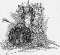 Cocoa plant and picker. Cocoa plant and picker.