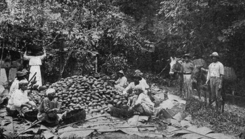 MEN BREAKING PODS, GIRLS SCOOPING OUT BEANS, AND MULES WAITING WITH BASKETS TO CONVEY THE CACAO TO THE FERMENTARY. MEN BREAKING PODS, GIRLS SCOOPING OUT BEANS, AND MULES WAITING WITH BASKETS TO CONVEY THE CACAO TO THE FERMENTARY.