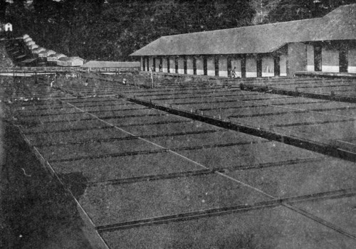 CACAO DRYING PLATFORMS, SAN THOMÉ. Three tiers of trays on rails. (Reproduced by permission from the Imperial Institute series of Handbooks to the Commercial Resources of the Tropics). CACAO DRYING PLATFORMS, SAN THOMÉ. Three tiers of trays on rails. (Reproduced by permission from the Imperial Institute series of Handbooks to the Commercial Resources of the Tropics).