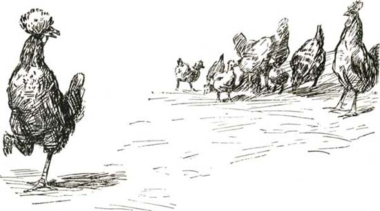 THE TOP-KNOT HEN THE TOP-KNOT HEN