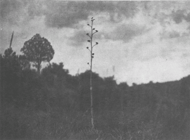 Mescal Hills - Apache Illustration: Mescal Hills - Apache