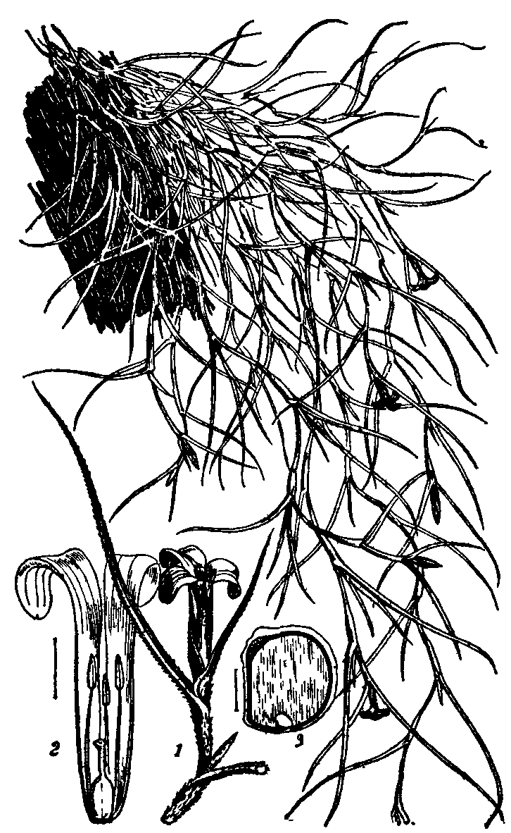 Fig. 2.--Tillandsia usneoides. Fig. 2.--Tillandsia usneoides.