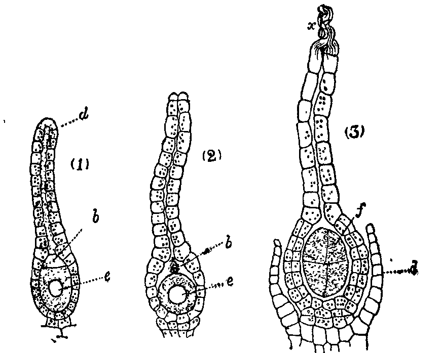 Fig. 1.--Archegonia of Marchantia polymorpha. Fig. 1.--Archegonia of Marchantia polymorpha.