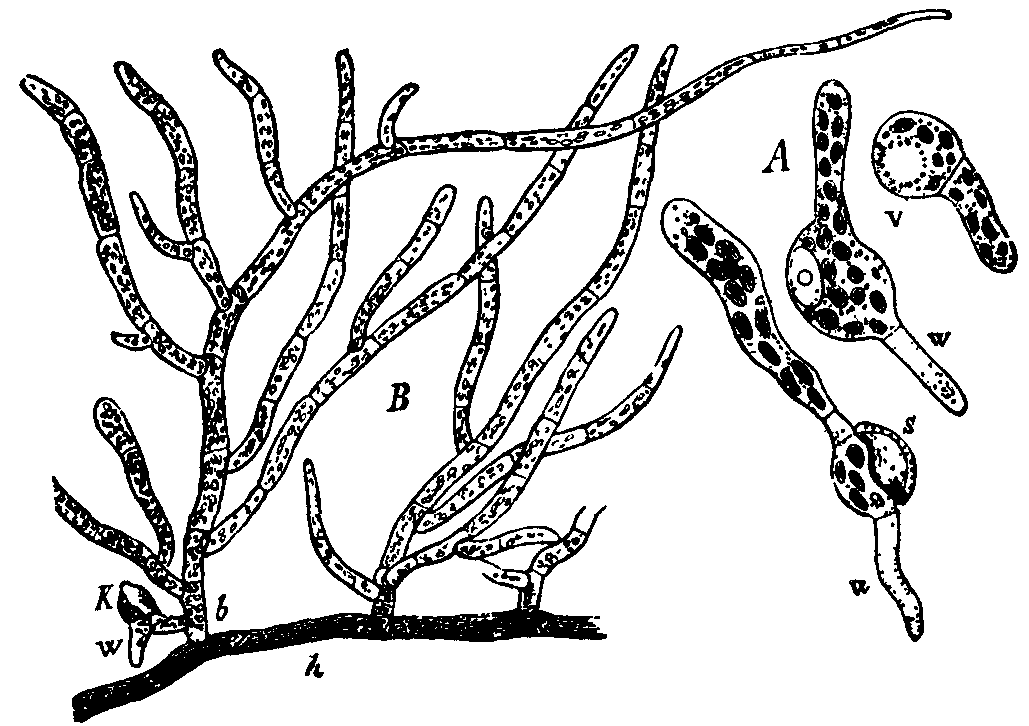 Fig. 12.--Funaria hygrometrica. Fig. 12.--Funaria hygrometrica.