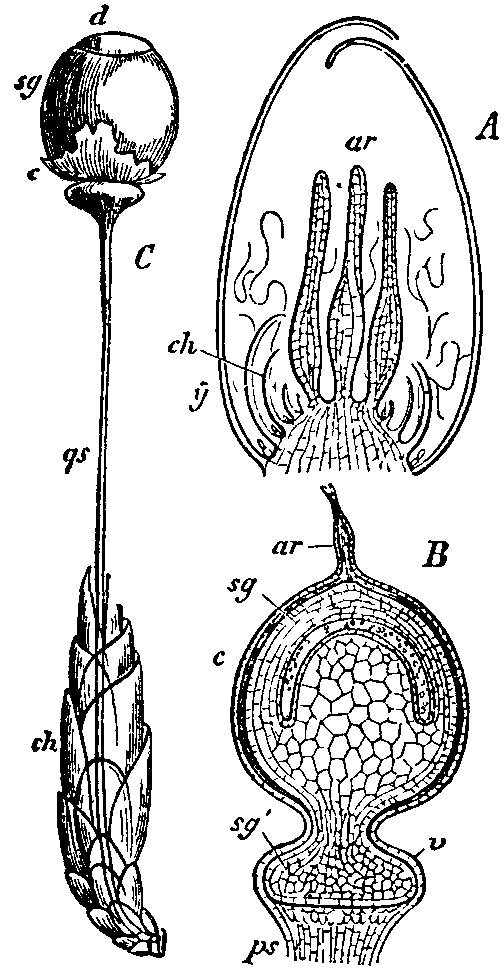 Fig. 13.--Sphagnum acutifolium. Fig. 13.--Sphagnum acutifolium.