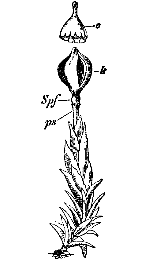Fig. 14.--Andreaea petrophila. Fig. 14.--Andreaea petrophila.