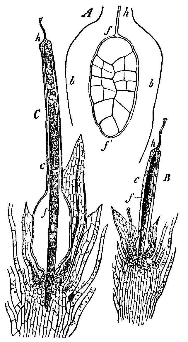 Fig. 16.--Funaria hygrometrica. Fig. 16.--Funaria hygrometrica.