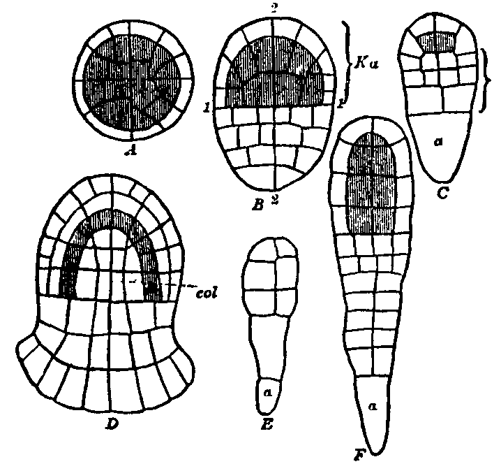 Fig. 4.--Young embryos of Liverworts. Fig. 4.--Young embryos of Liverworts.