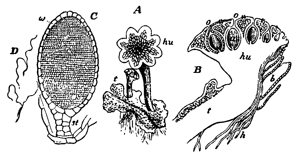 Fig. 5.--Marchantia polymorpha. Fig. 5.--Marchantia polymorpha.