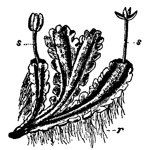 Fig. 7.--Blasia pusilla. Fig. 7.--Blasia pusilla.