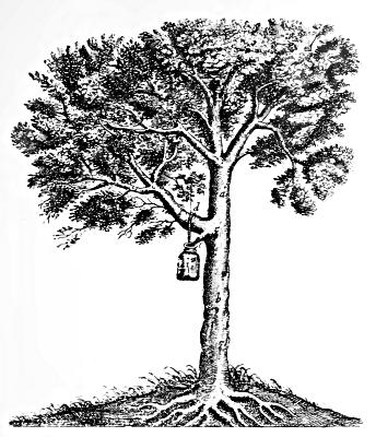 Diagram of a tree Diagram of a tree, showing the roots underground, and with a bottle hanging from one of the branches