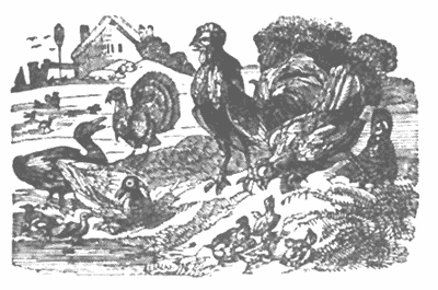 Reckon not on your chickens before they are hatch'd Illustration 040