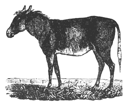 Nor forget he who played this fine game was an ass Illustration 072