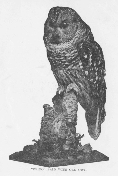 "WHOO" SAID WISE OLD OWL.