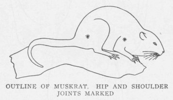 OUTLINE OF MUSKRAT. HIP AND SHOULDER JOINTS MARKED