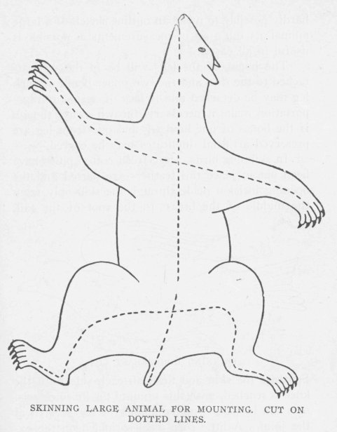 SKINNING LARGE ANIMAL FOR MOUNTING. CUT ON DOTTED LINES.